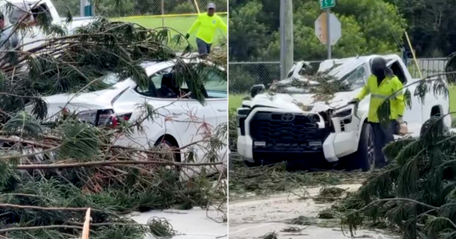 Caída de árbol provoca destrozos en Tesla y pick-up Toyota en Miami