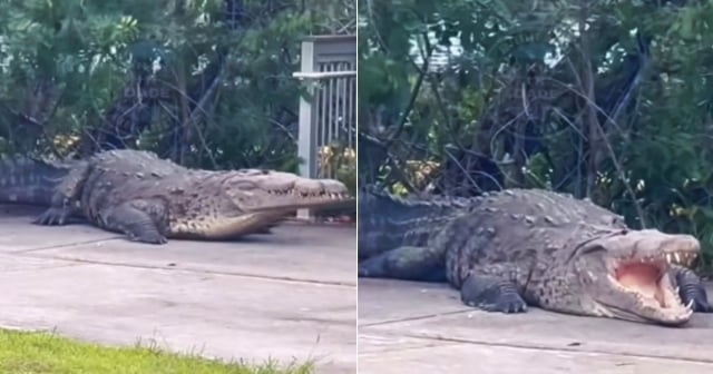 Avistan a enorme caimán en puerto deportivo de Miami