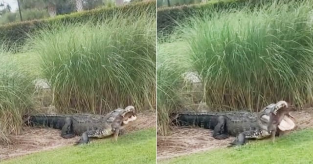 Video viral muestra a caimán alimentándose en campo de golf de Florida