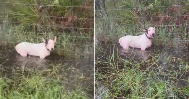 Rescatan a perro atado junto a carretera en Tampa antes de llegada de Milton: “No le hagan esto a sus mascotas”