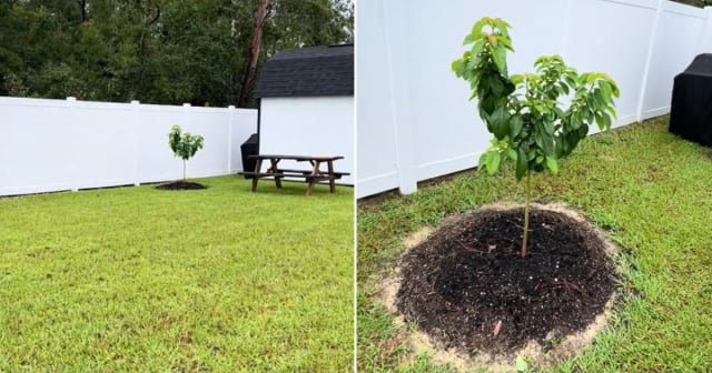 Viral la preocupación de una cubana por su mata de aguacate por el paso del huracán Milton