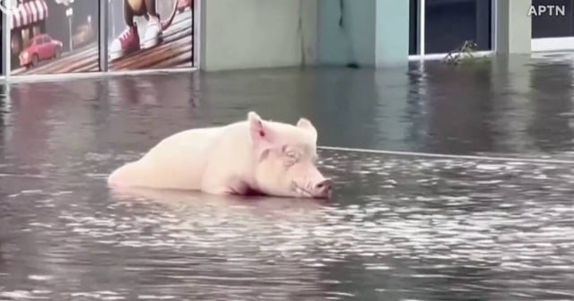 Rescatistas salvan a una cerdita en medio de las inundaciones provocadas por Milton en Florida