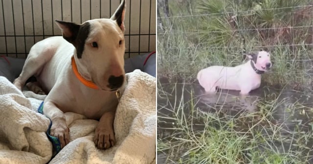 Trooper, el perro rescatado antes del huracán Milton, se rehabilita en un refugio animal en Florida