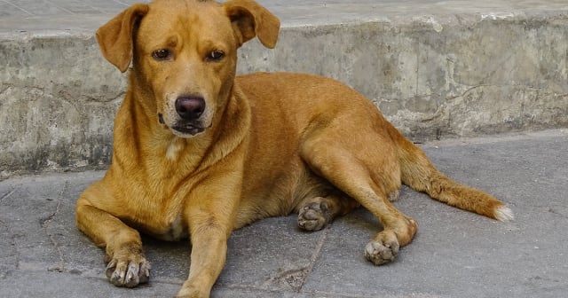 Activistas intentan solucionar el aumento de perros y gatos abandonados en Cuba