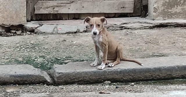 Piden ayuda para cachorro abandonado en Centro Habana