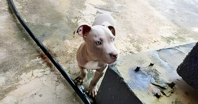 Cubana ofrece 15 mil pesos por pitbull perdido en La Habana