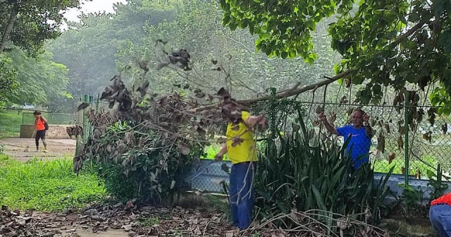 Gobierno cubano intenta recuperar el Zoológico Nacional 