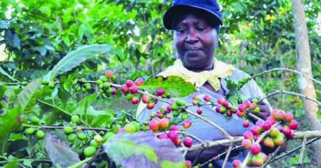 Huracán Oscar afecta cosecha de café en importante región productora de Cuba