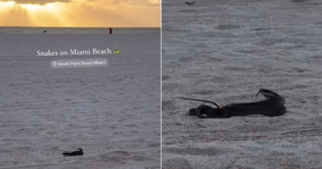 Lo que faltaba: una serpiente en Miami Beach