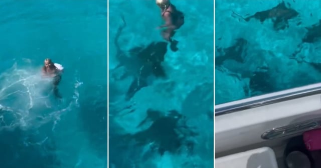 Cubana se baña con tiburones en Bahamas y se vuelve viral: "Así somos los cubanos, peleamos con lo que sea"