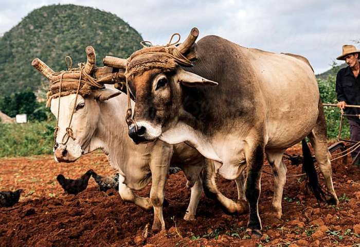 Campesino cubano lleva tres meses sin cobrar por venta de una