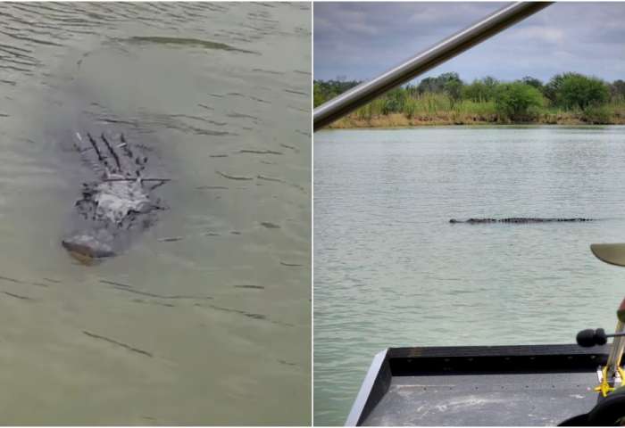 Patrulla Fronteriza avista cocodrilos en el río Bravo