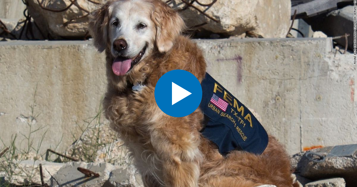  © Último adiós a un héroe del 9/11, del huracán Katrina y del huracán Rita: la perrita Bretagne