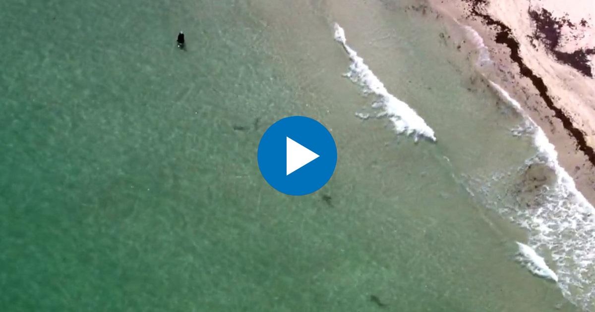 Tiburones en playas de Miami © WSVN-TV