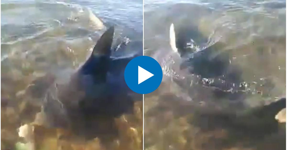 Tiburón en playa La Boca, Camagüey © Captura de imagen de vídeo / Facebook Nuevitaslive