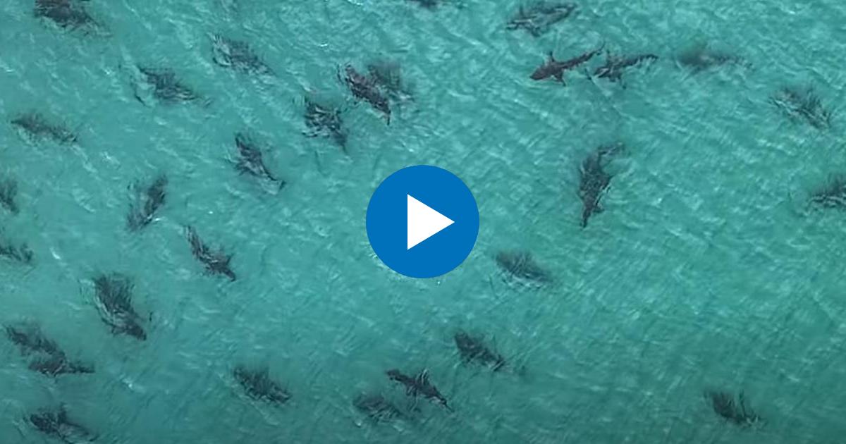 Banco de tiburones en Florida © Captura de video de YouTube de Paul Dabill