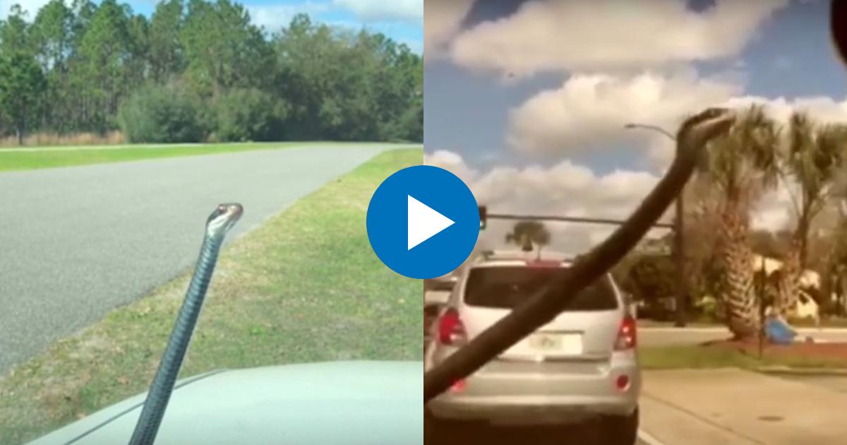 Serpiente en el parabrisas de un auto en Florida © Captura de pantalla / Youtube