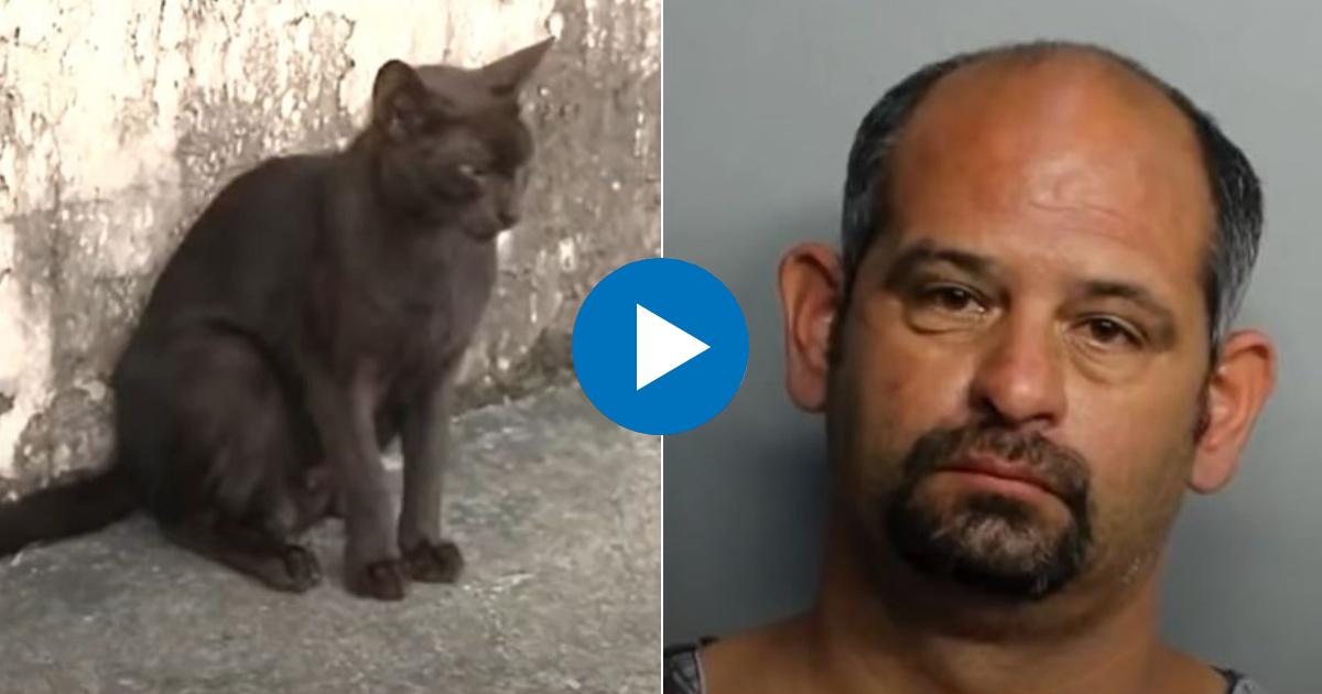 Cubano en Hialeah disparó al gato de una vecina © Collage / Screenshot Americateve
