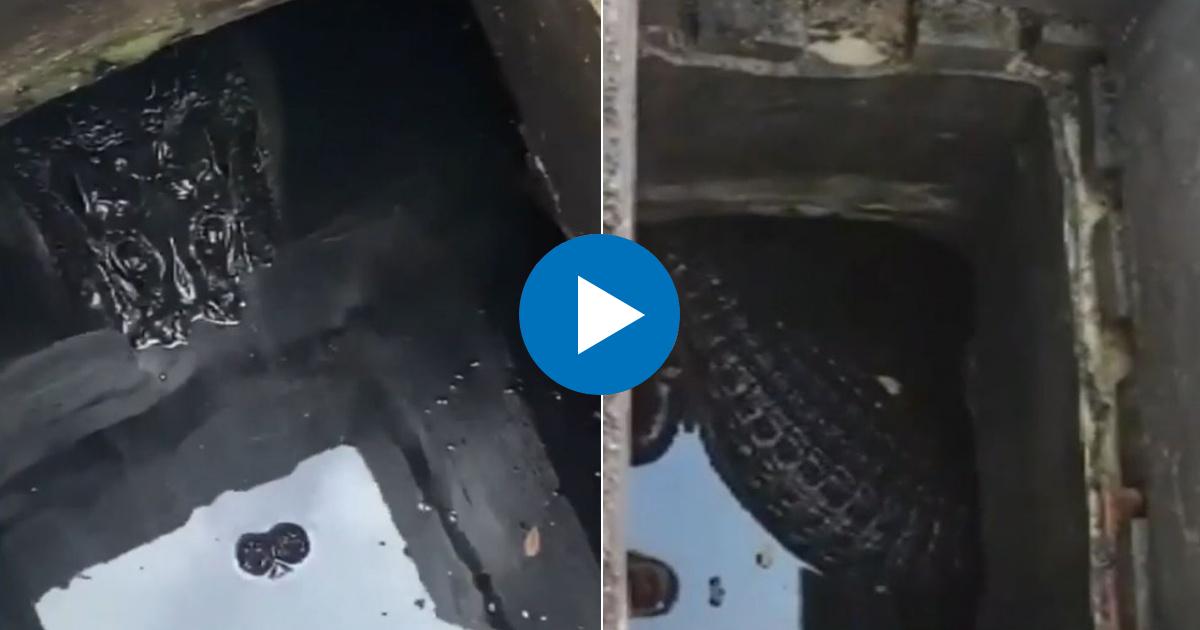 Caimán que una familia encontró atascado en una alcantarilla en Miami-Dade © YouTube/screenshot-CBS Miami
