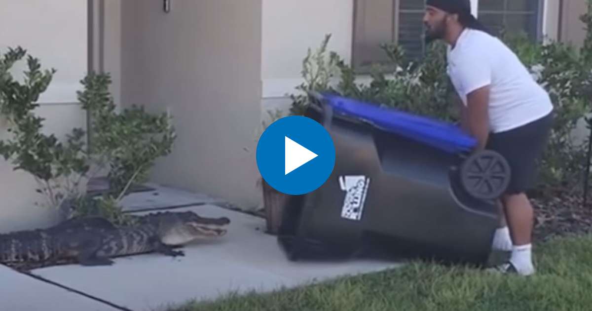 Hombre atrapa cocodrilo con un contenedor de basura © Fox 35 