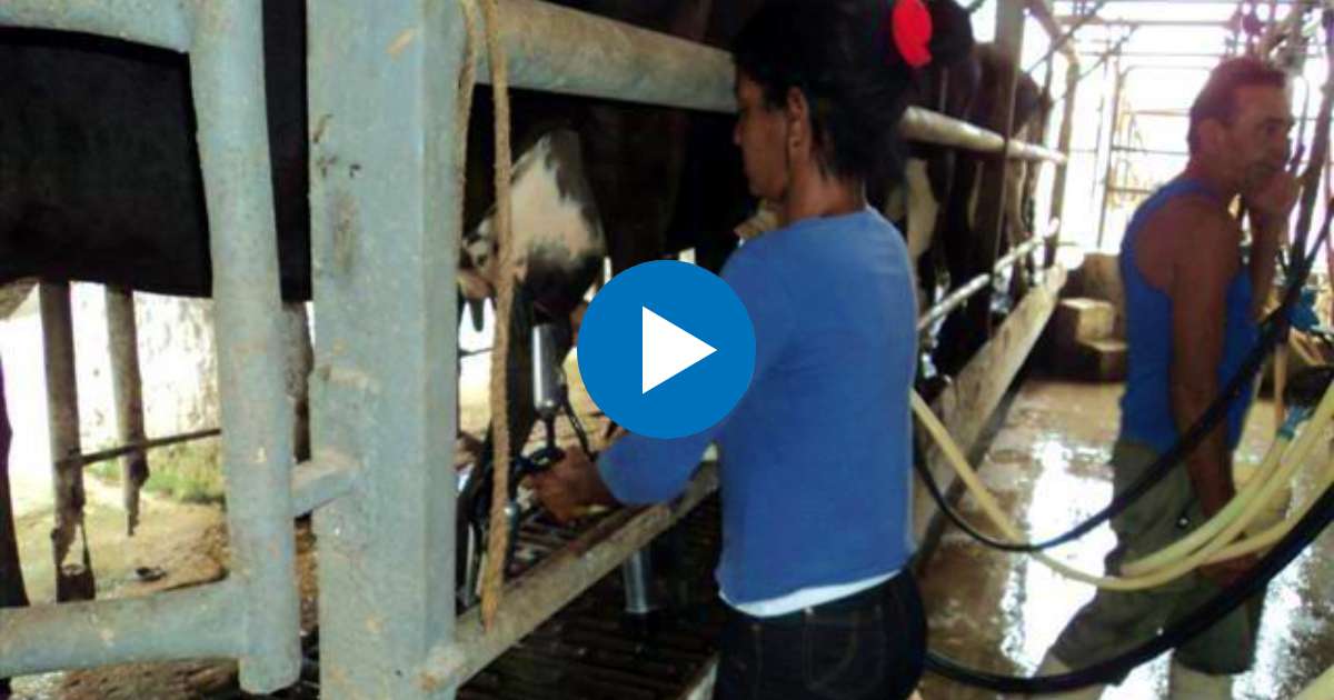 Producción de leche en Cuba © Radio Rebelde