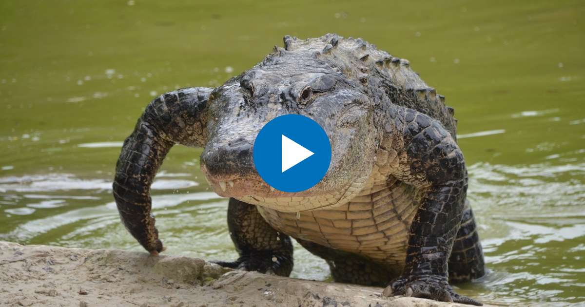 Migrantes confirman presencia de cocodrilos en el río Bravo