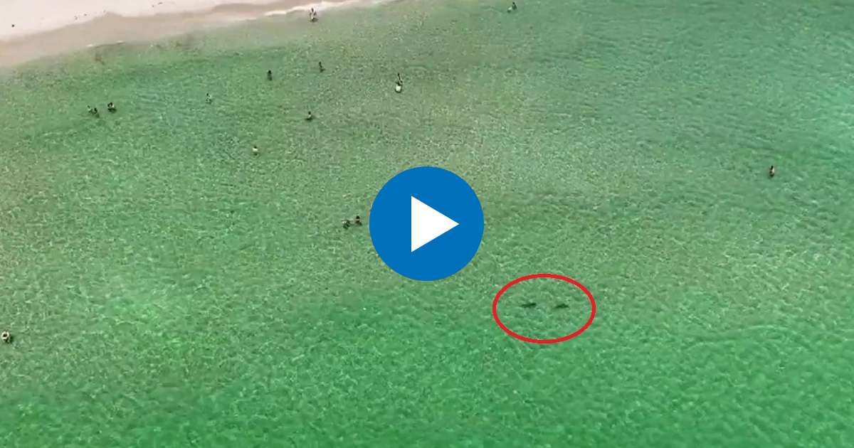 Tiburones en playa de Fort Lauderdale © Captura de video / Local10 News