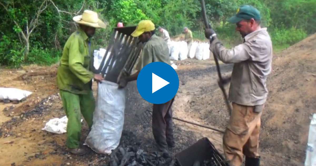 Trabajadores forestales fabrican carbón en Pinar del Río © Captura de video de YouTube de Tele Pinar