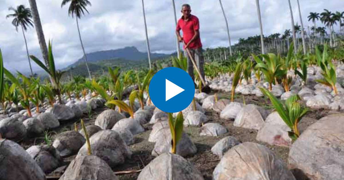 Cultivo de coco en Cuba © Prensa Latina