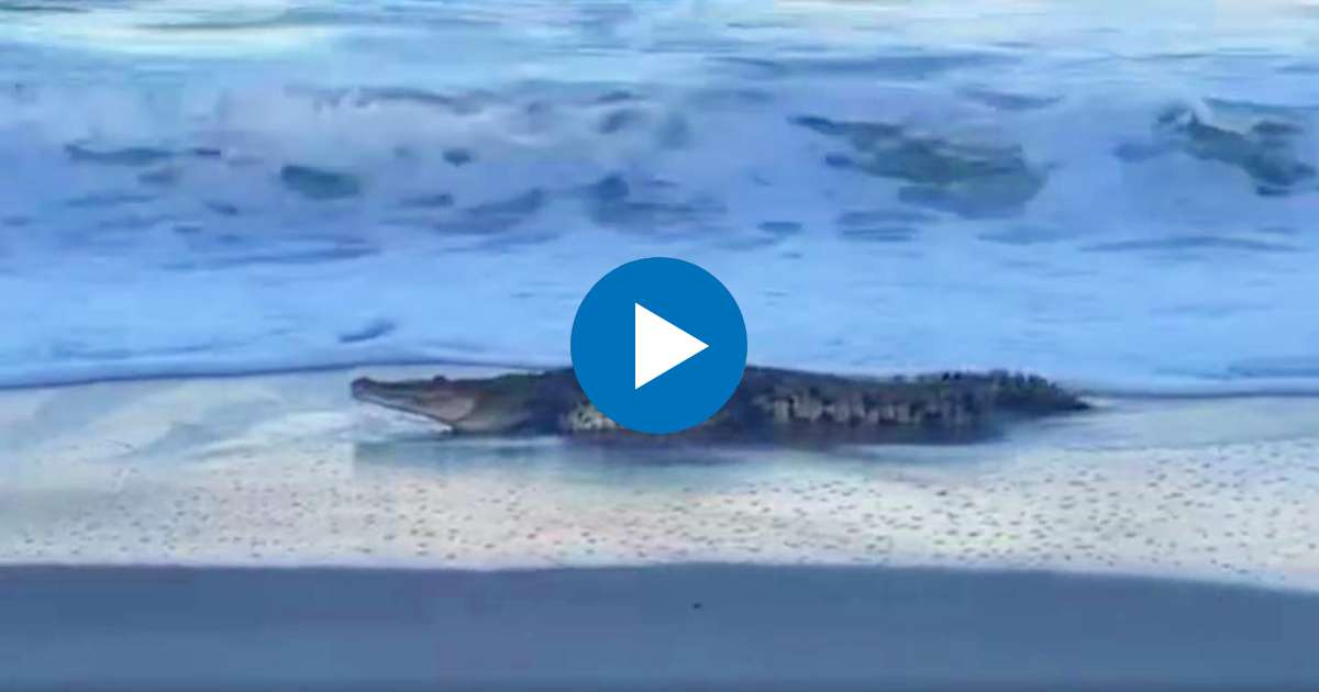 VIRAL: Cocodrilo se da un baño de mar en una playa de Florida