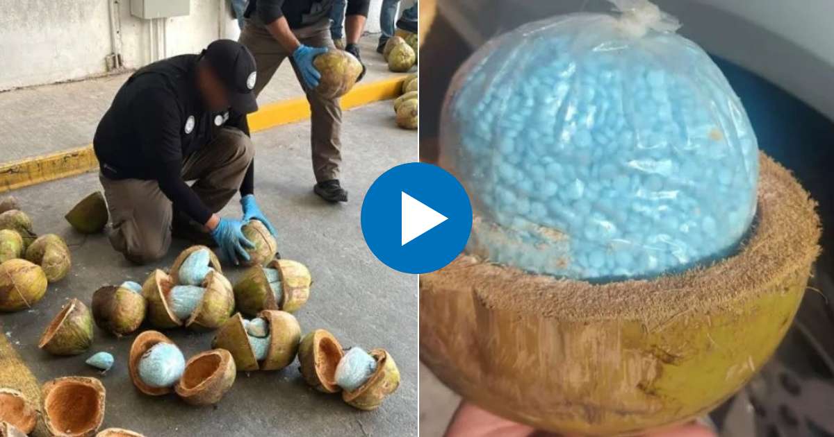 Agentes abren los cocos con la droga dentro (i) y Cada coco transportaba cientos de pastillas de fentanilo (d) © Collage Captura de Twitter/FGR México