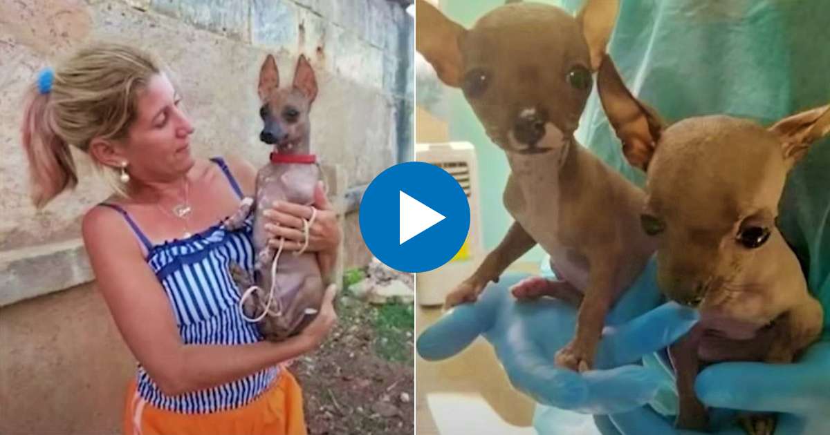 La cubana dueña de los perritos junto a uno de ellos (i) y Los otros dos cachorritos de Chihuahua (d) © Collage Captura de Facebook/AmericaTevé