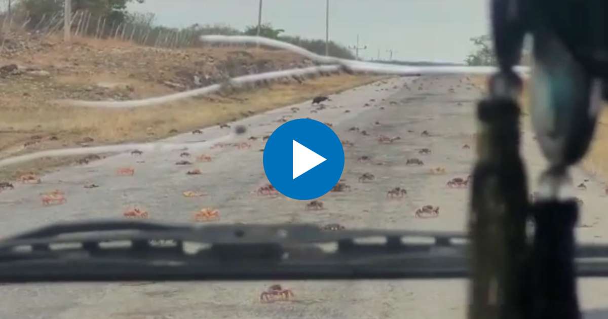 Cangrejos moros en carretera de Trinidad a Cienfuegos © Captura de Facebook/Juan Carlos Naranjo Miranda