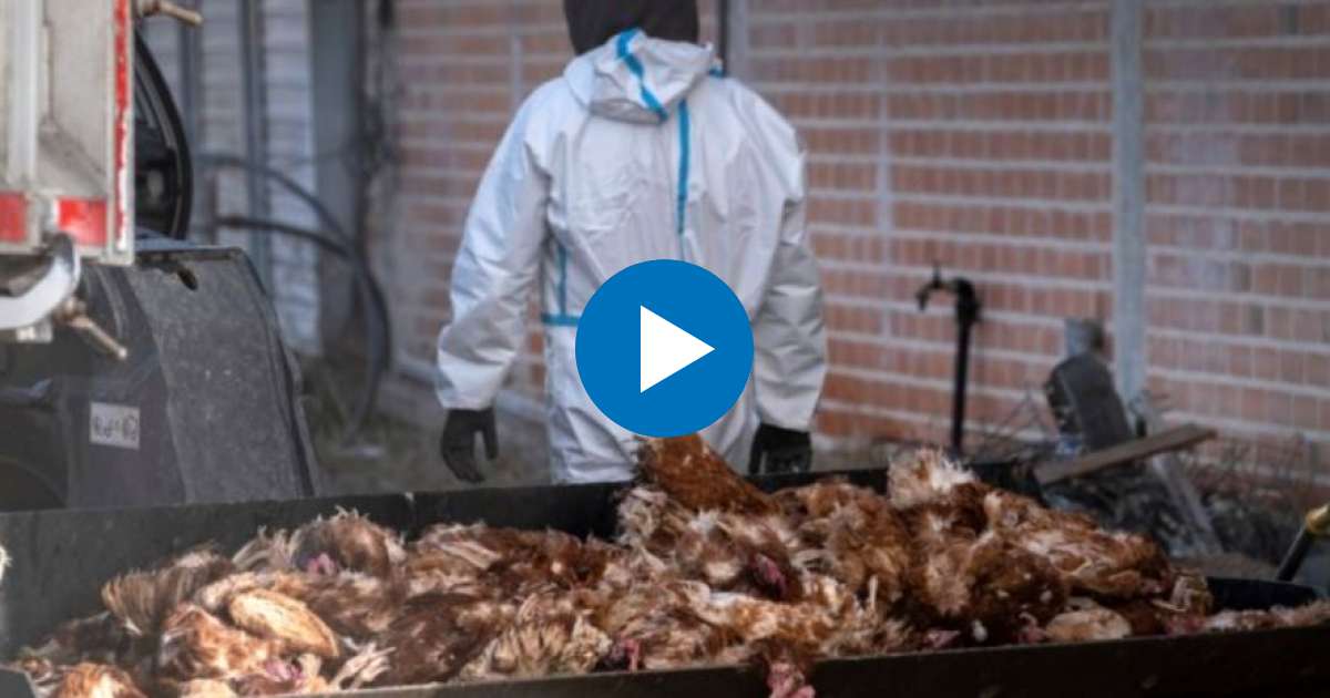 Aves sacrificadas en una granja española por gripe aviar © Twitter/Greenpeace