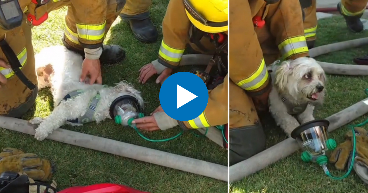 Bomberos de California salvan a un perro de morir en el incendio de una ...