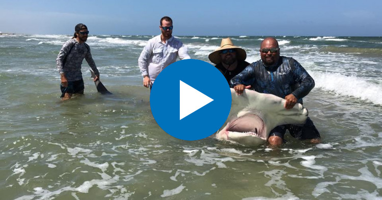 Impresionante: Un pescador de Texas atrapó un tiburón martillo gigante