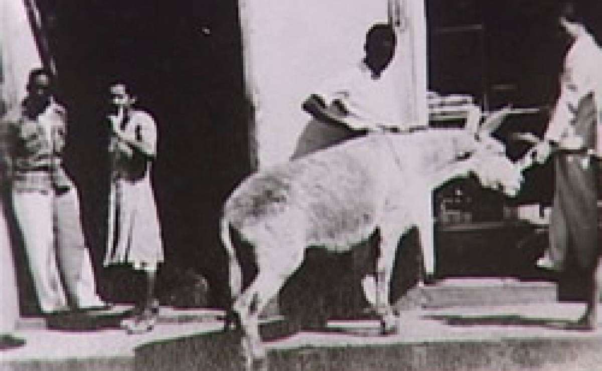 La historia del burro Perico de Santa Clara