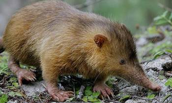 Animales en riesgo de extinción en Cuba