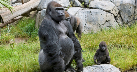Gorilas de un zoológico de Estados Unidos dan positivo por coronavirus