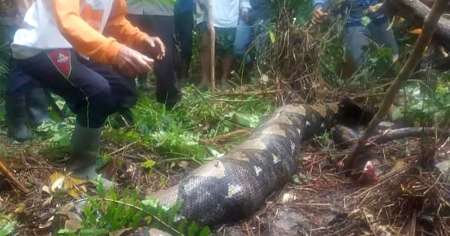 Pitón de seis metros se traga a una mujer en Indonesia