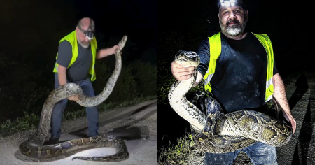 Capturan pitón de más de cinco metros en los Everglades, Florida
