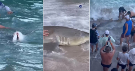 Liberan tiburón en playa de Miami tras quedar atrapado por un cordel de pesca