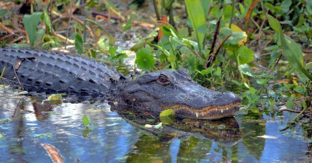 Caimán ataca un auto durante inundación del huracán Milton en Florida 