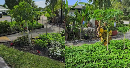 ¡Esto solo se ve en Miami! Vecino monta su propio huerto en plena calle