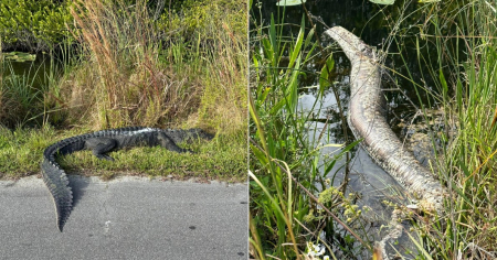 Caimán devora una enorme pitón birmana en Florida 