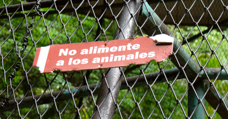 Denuncian el deplorable estado de un antílope en el Zoológico 26 de La Habana: "¿Cómo es posible?"