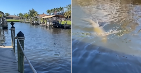 Cubana en Estados Unidos recibe visita inesperada en el muelle de su casa