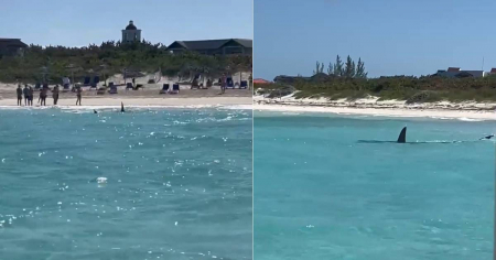 Tiburones nadan cerca de la orilla en playa de Cayo Santa María