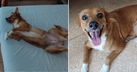 Ofrecen 100 dólares de recompensa por perrita perdida en Santiago de Cuba: "Necesita tratamiento urgente"