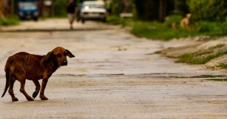 Bienestar animal en Cuba: La ley existe, pero la protección a los animales callejeros aún no llega